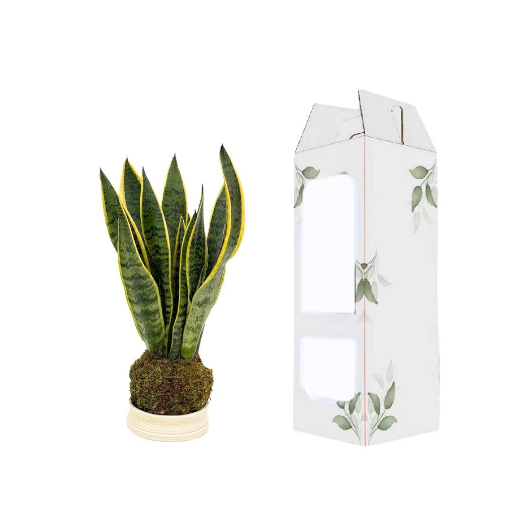 Kokedama Sansevieria Laurentii