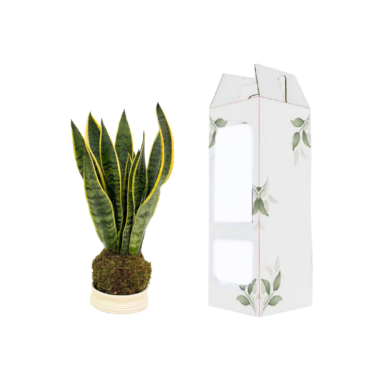 Kokedama Sansevieria Laurentii