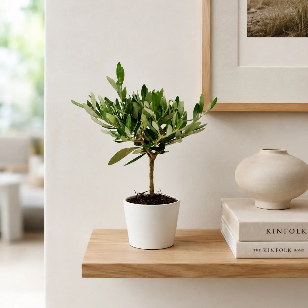 Mini Bonsai Olivo in vaso ceramica Bianco