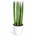 Sansevieria Cylindrica Candle – Pianta da Appartamento in Vaso Ceramica 11 cm | Altezza 35 cm