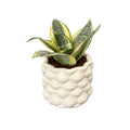 Sansevieria golden hanii in vaso di ceramica smaltata bianca