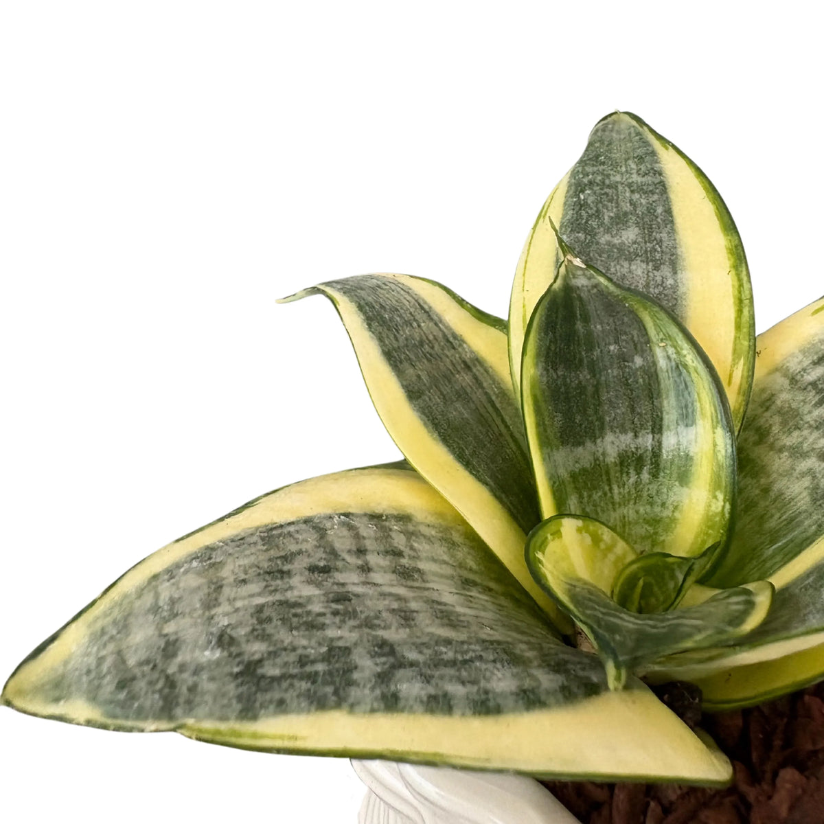 Sansevieria golden hanii in vaso di ceramica smaltata bianca