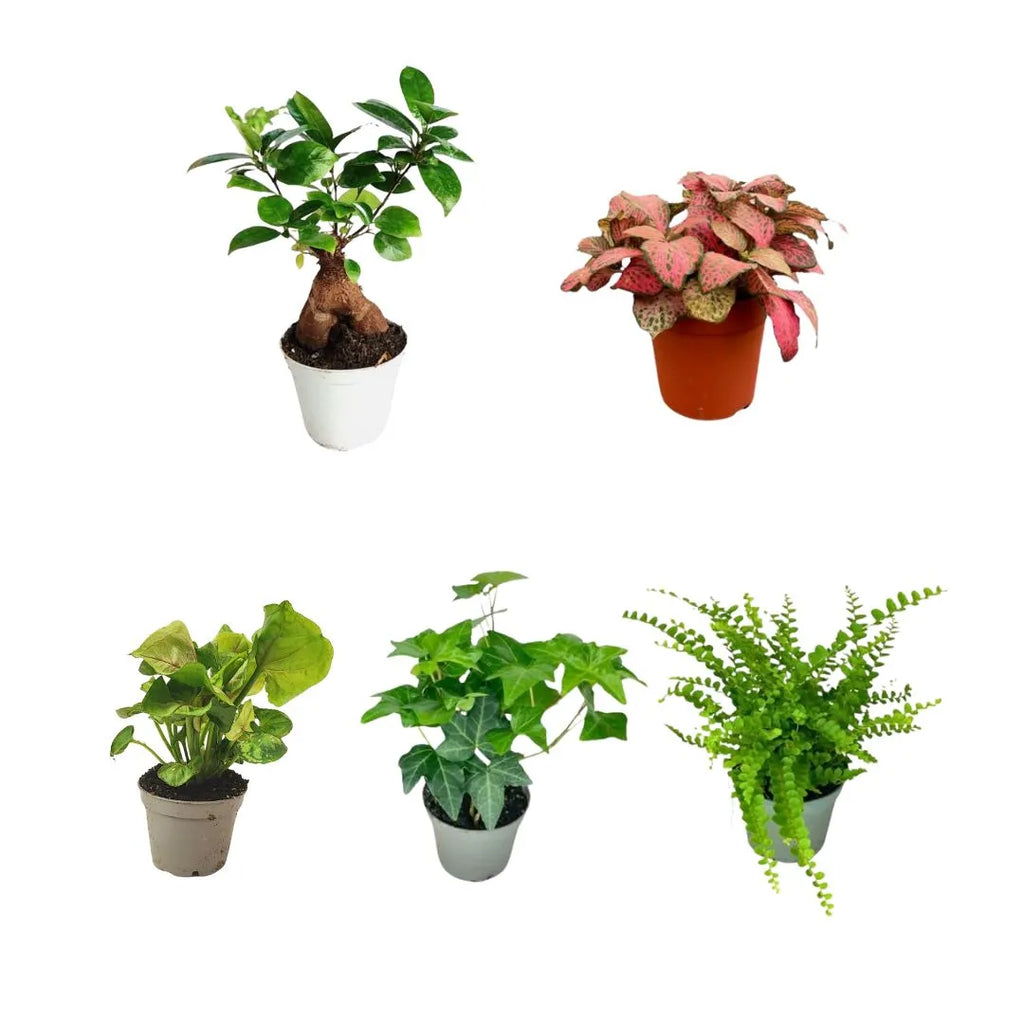 Set di 5 piantine per terrarium