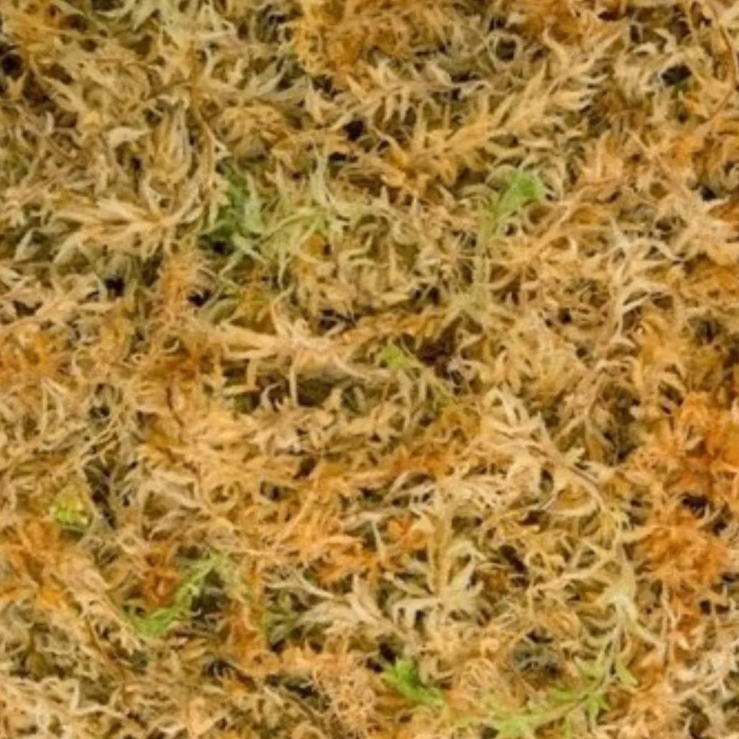 MUSGO Sphagnum Blended 150 g