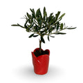 Mini Piantina Ulivo in vaso cuore rosso ceramica CERTIFICATA
