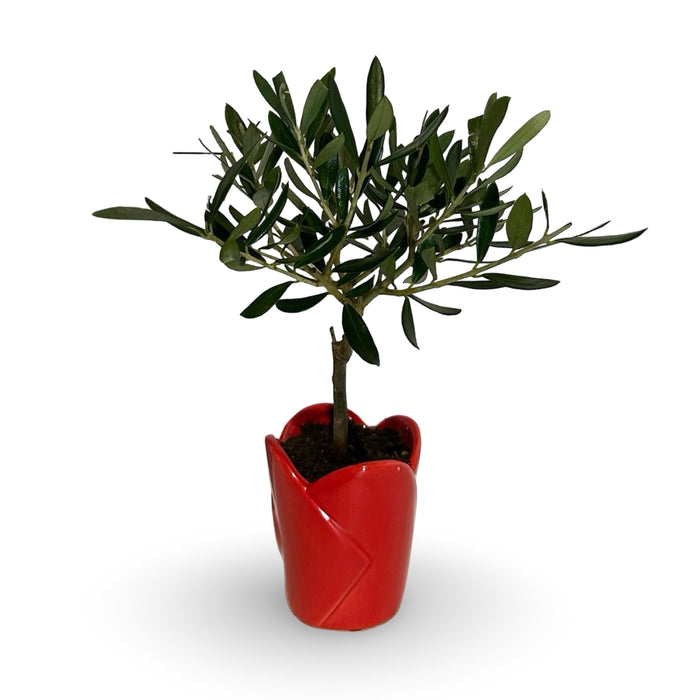 Mini Piantina Ulivo in vaso cuore rosso ceramica CERTIFICATA