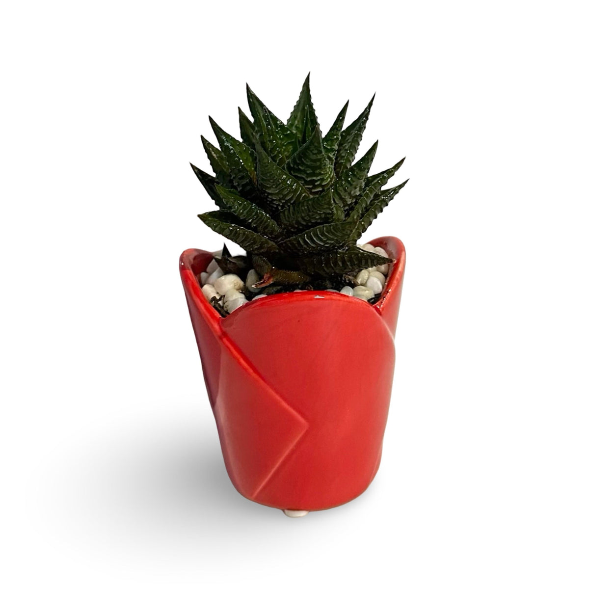 Mini Piantina grassa in vaso quadrato in vetro trasparente CERTIFICATA