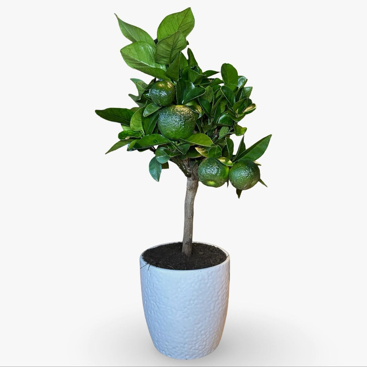 Mini Limetta Rossa o PURSHA Ø15cm H35/40cm – Agrume Made in Sicily