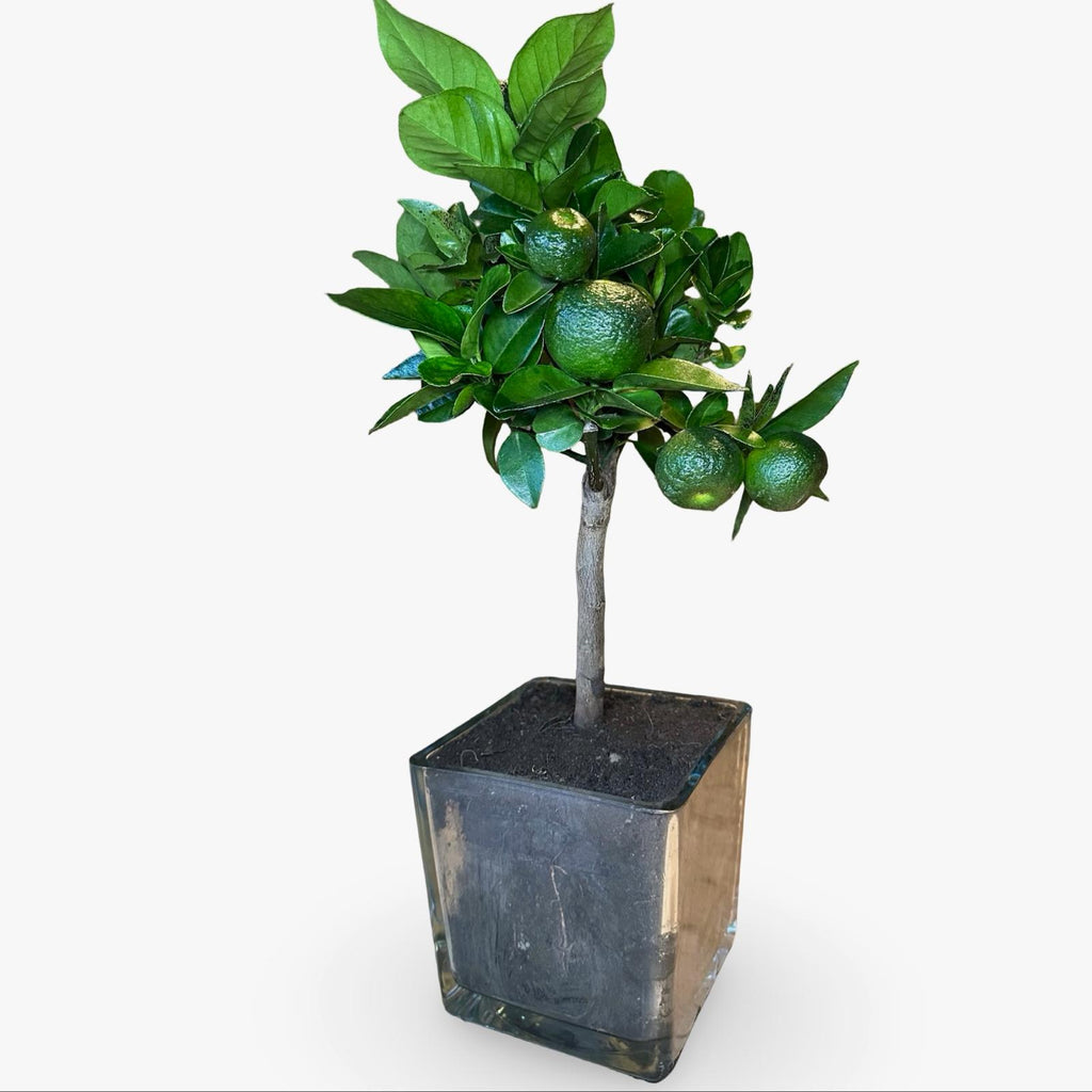 Mini Limetta Rossa o PURSHA Ø15cm H35/40cm – Agrume Made in Sicily