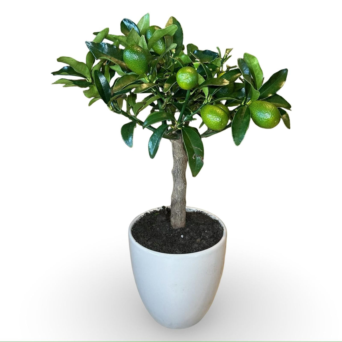 Mini Kumquat Fortunella Ø15cm H35/40cm – Agrume Made in Sicily
