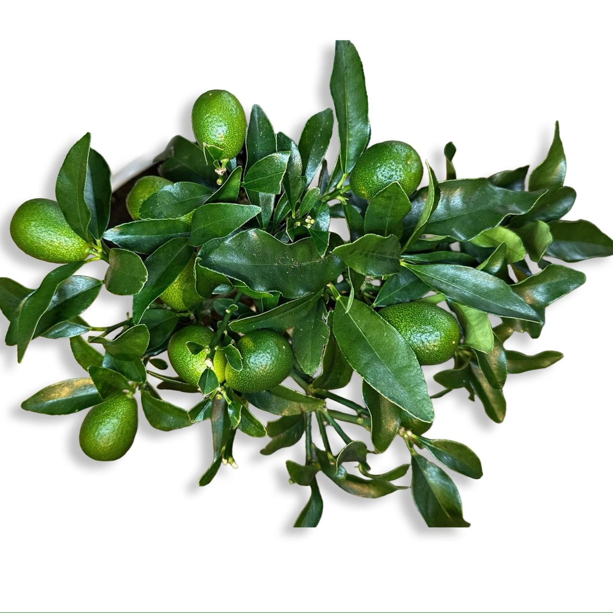 Mini Kumquat Fortunella Ø15cm H35/40cm – Agrume Made in Sicily