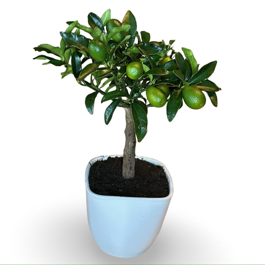 Mini Kumquat Fortunella Ø15cm H35/40cm – Agrume Made in Sicily