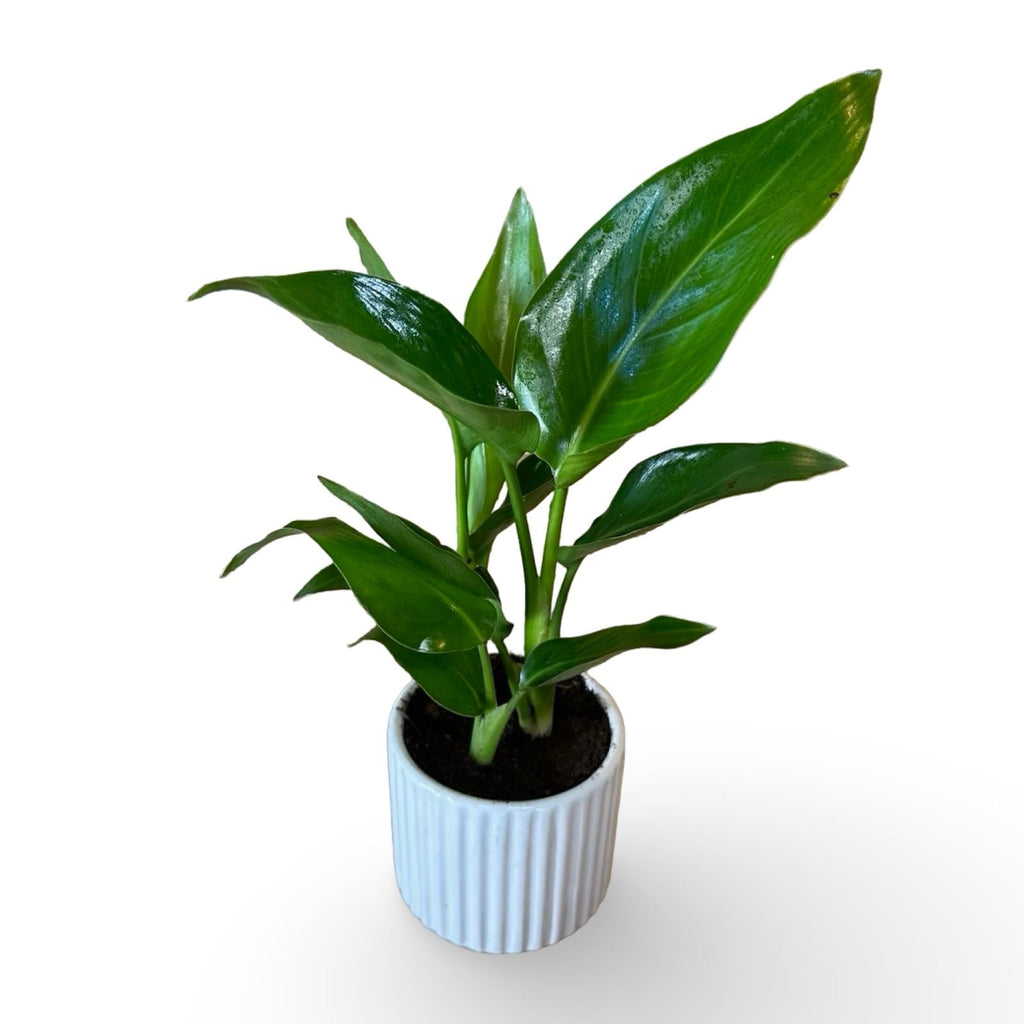 Mini Strelitzia Augusta bomboniera