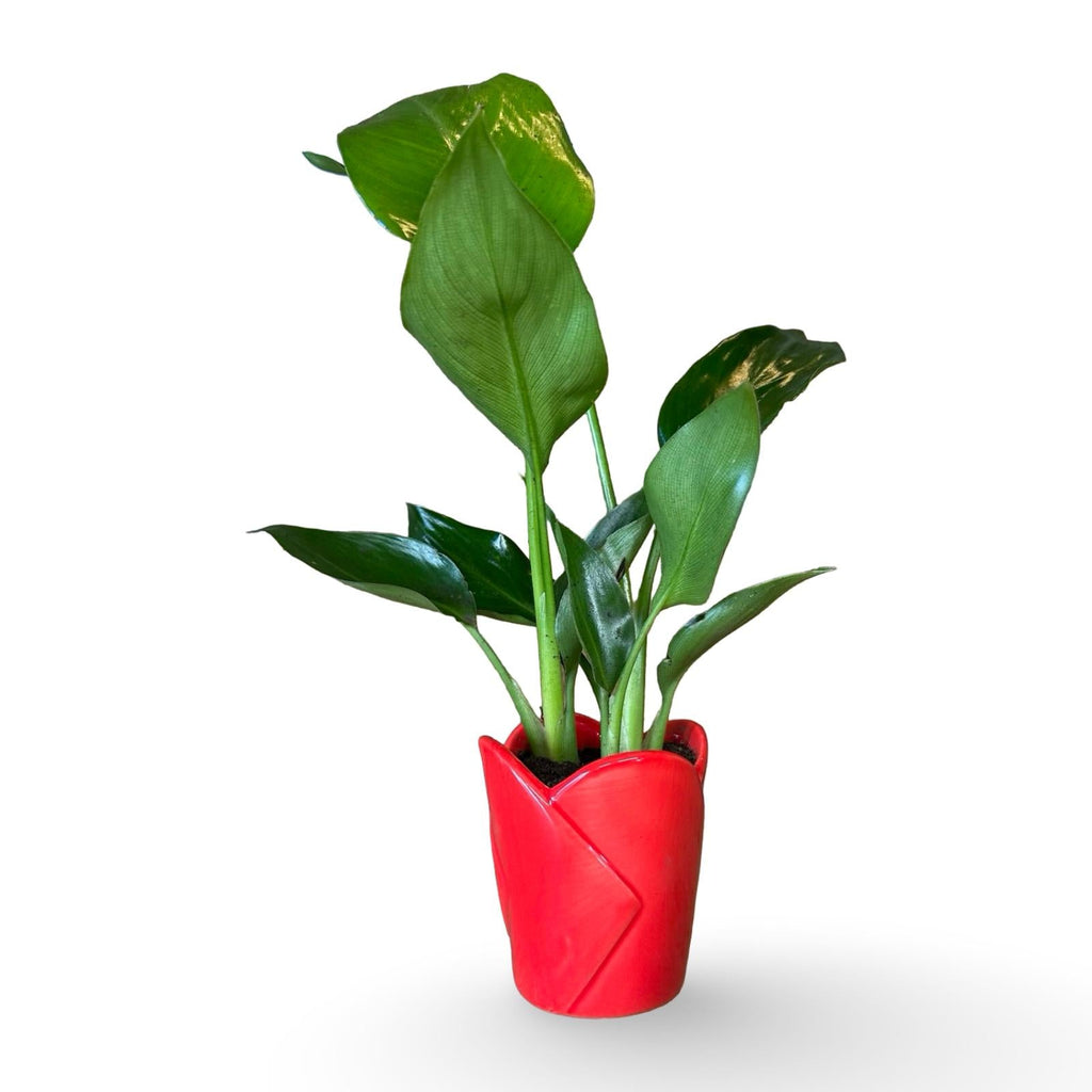 Mini Strelitzia Augusta bomboniera