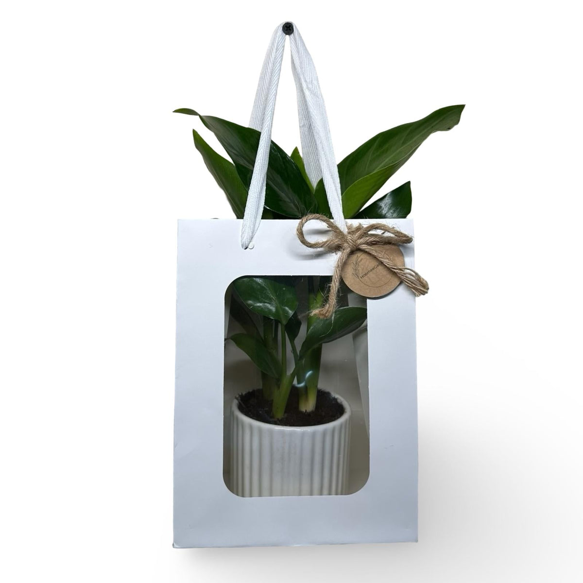 Mini Strelitzia Augusta S.Valentino
