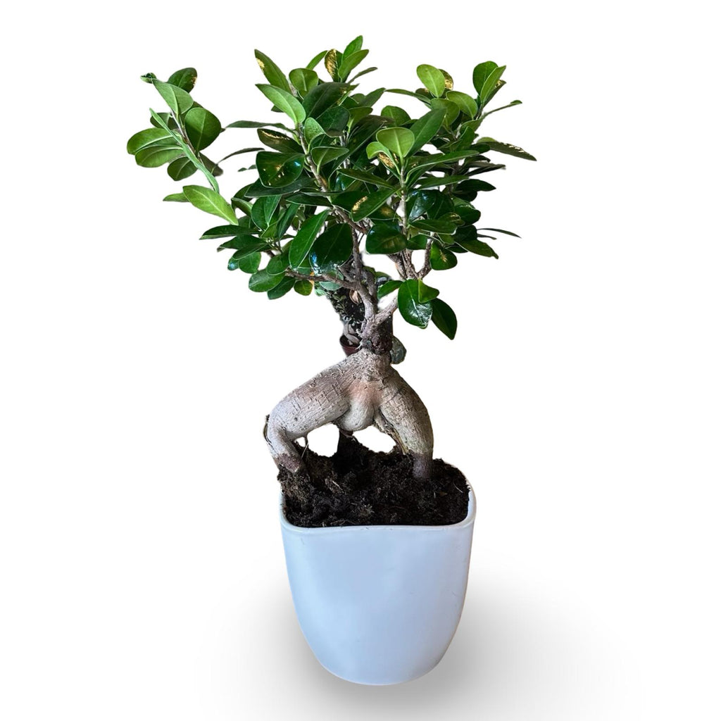 Bonsai Ginseng Ficus Microcarpa vaso Ceramica o Vetro