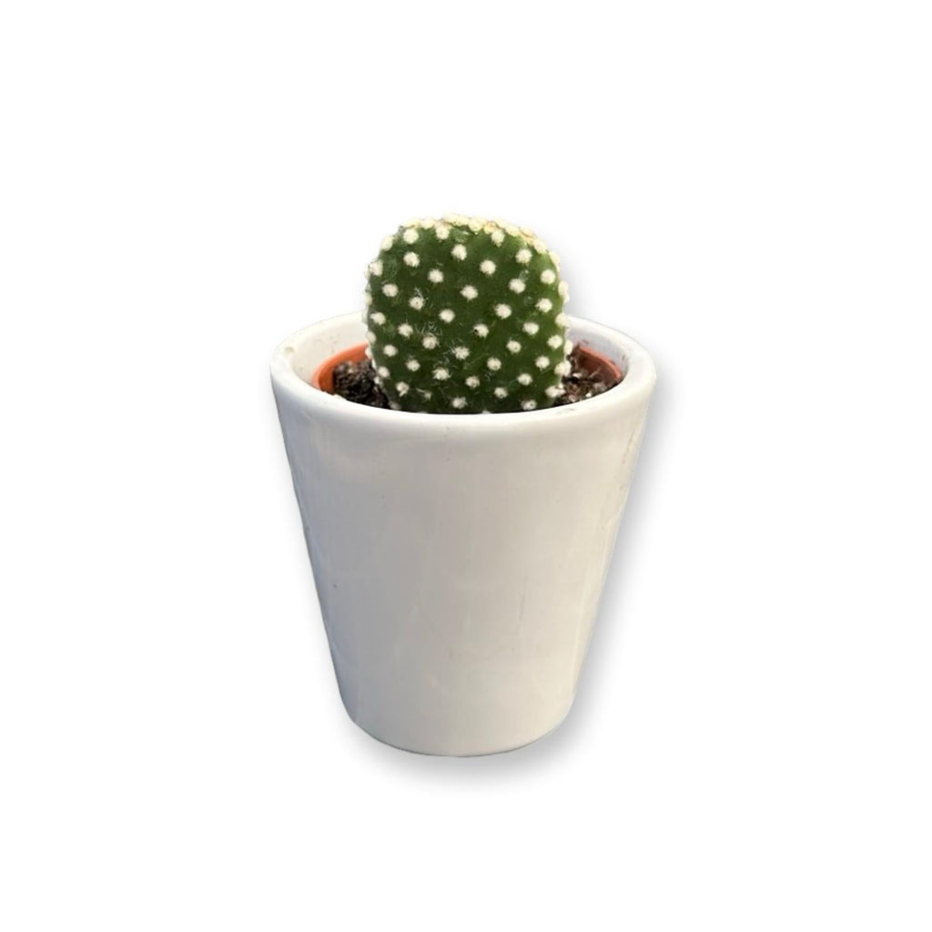 Mini Piantina grassa in vaso quadrato in vetro trasparente CERTIFICATA