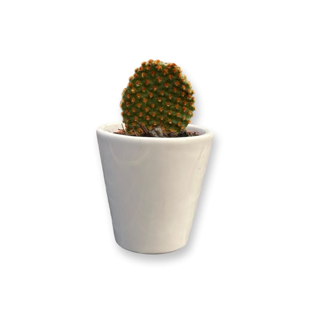 Mini Piantina grassa in vaso di ceramica CERTIFICATA