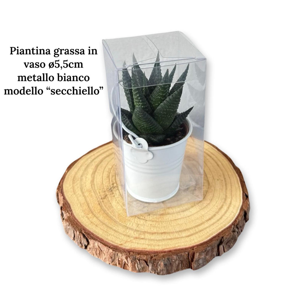 Mini Piantina grassa in vaso quadrato in vetro trasparente CERTIFICATA