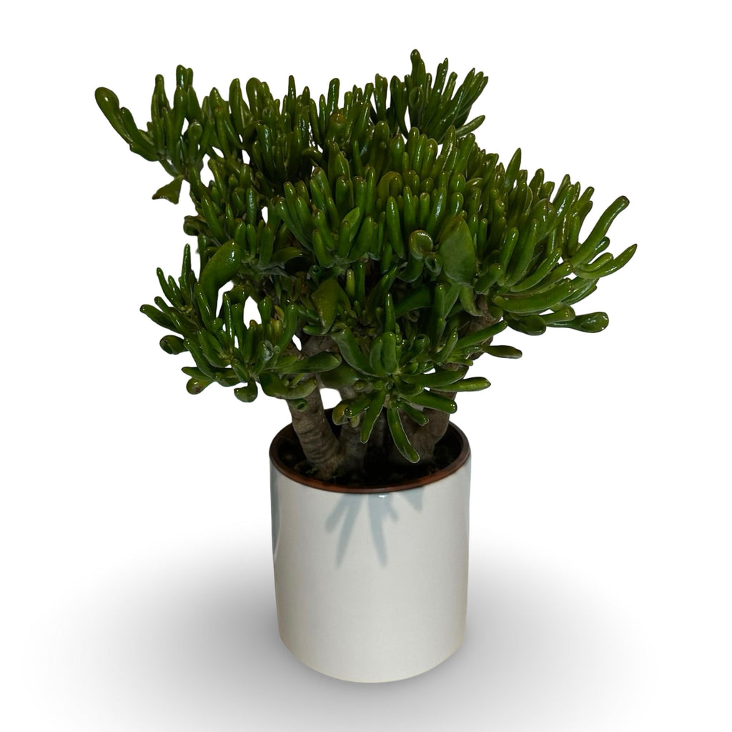 Pianta di Crassula Hobbit in vaso Ceramica