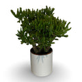 Pianta di Crassula Hobbit in vaso Ceramica