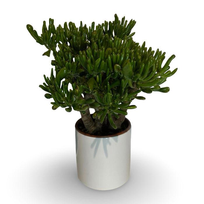 Pianta di Crassula Hobbit in vaso Ceramica