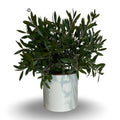 Callistemon Citrinus Splendens - Cespuglio
