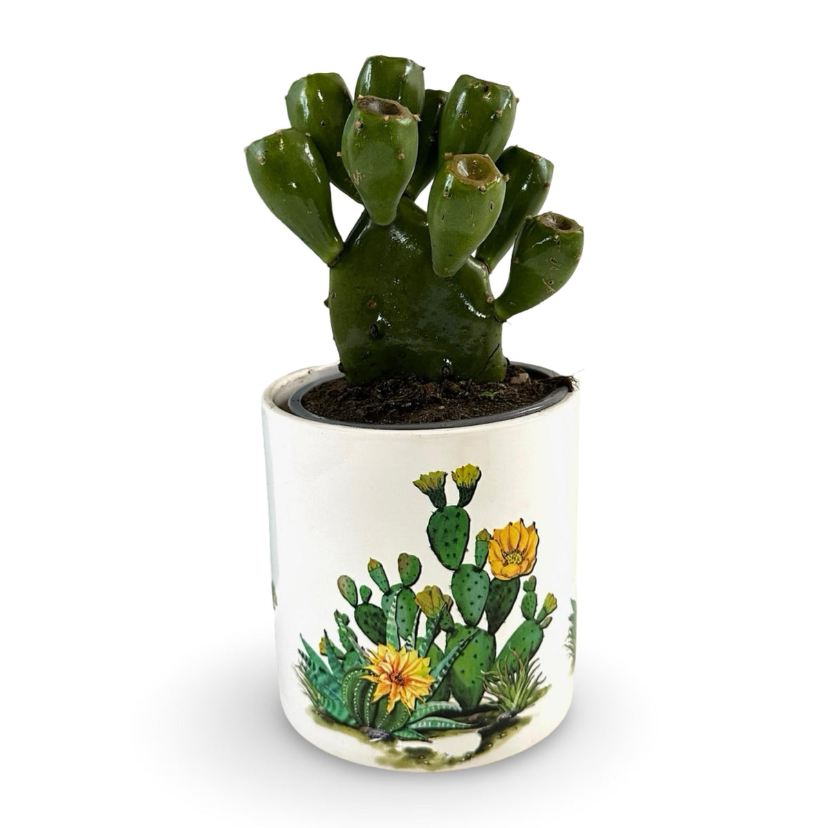 Mini Piantina grassa in vaso di ceramica CERTIFICATA
