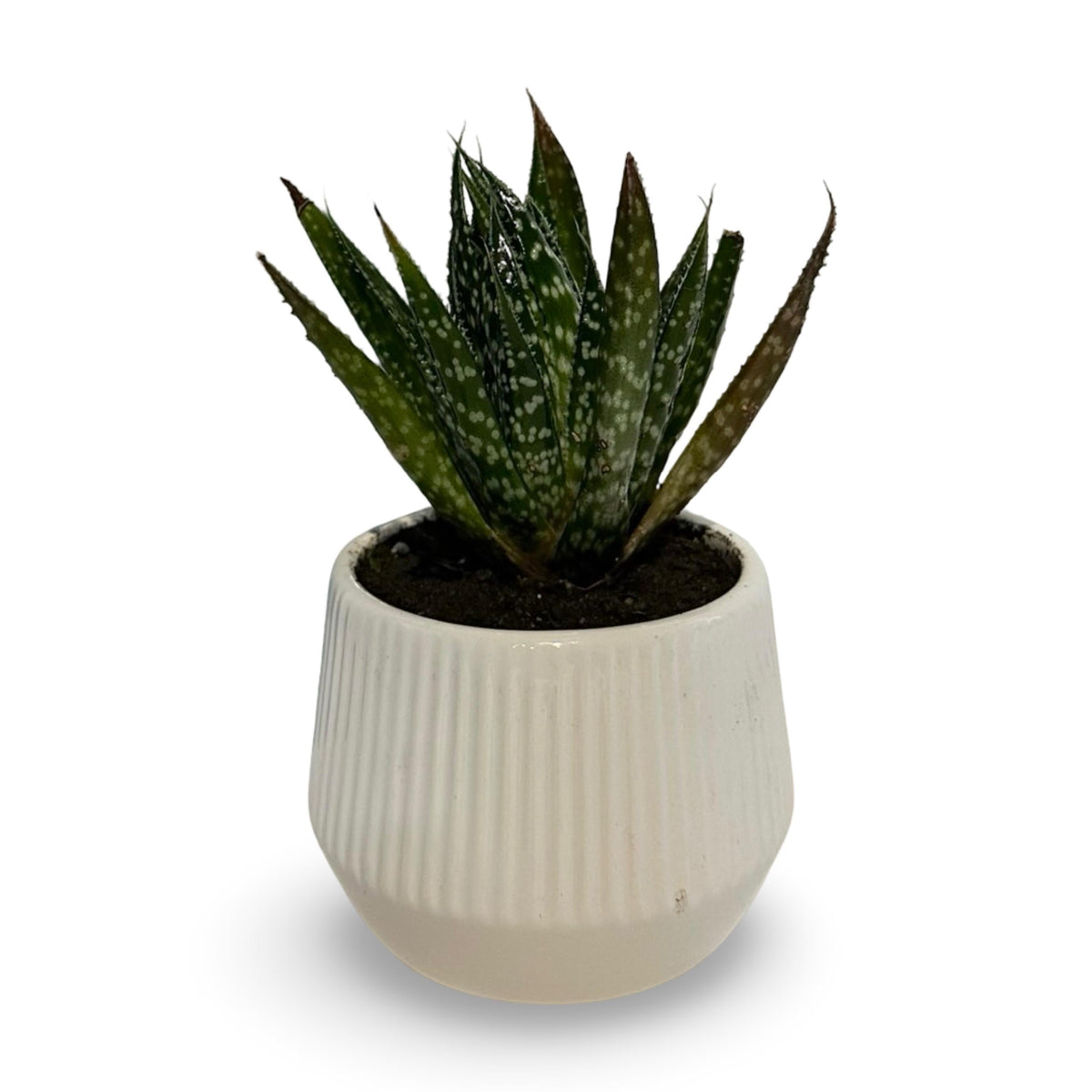 Mini Piantina grassa in vaso di ceramica CERTIFICATA
