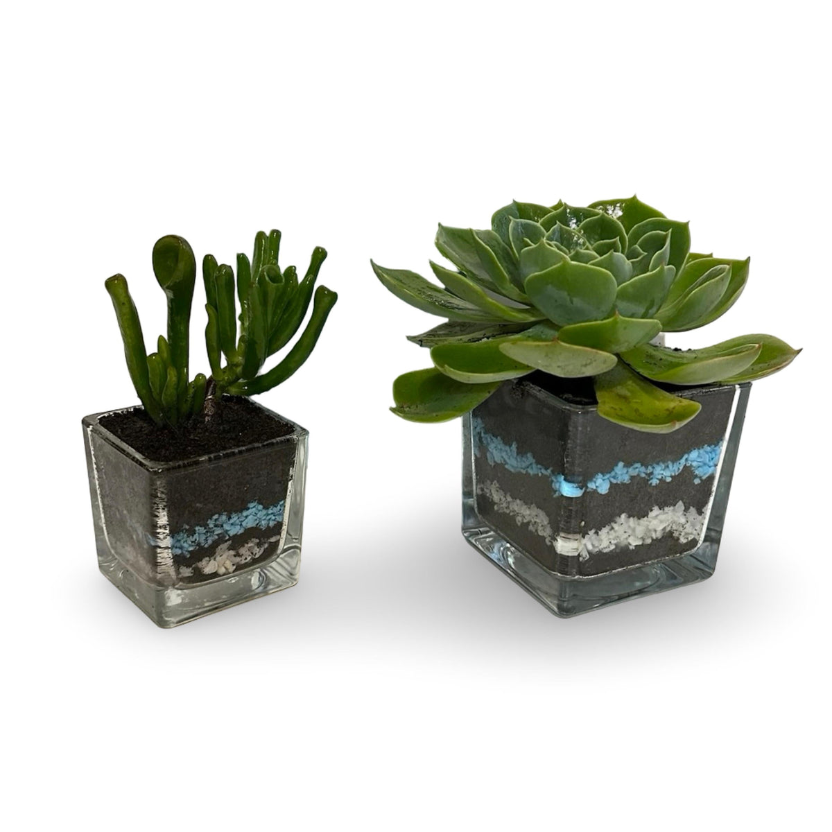 Mini Piantina grassa in vaso di ceramica CERTIFICATA