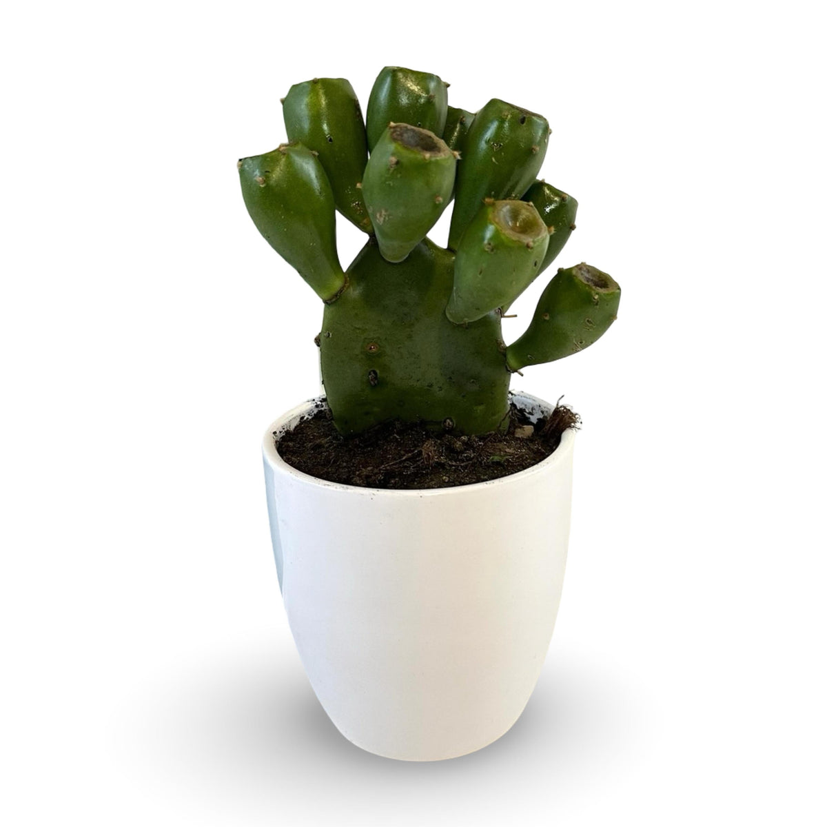 Mini Piantina grassa in vaso di ceramica CERTIFICATA