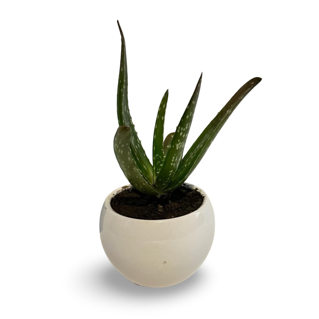 Mini Piantina grassa in vaso di ceramica CERTIFICATA