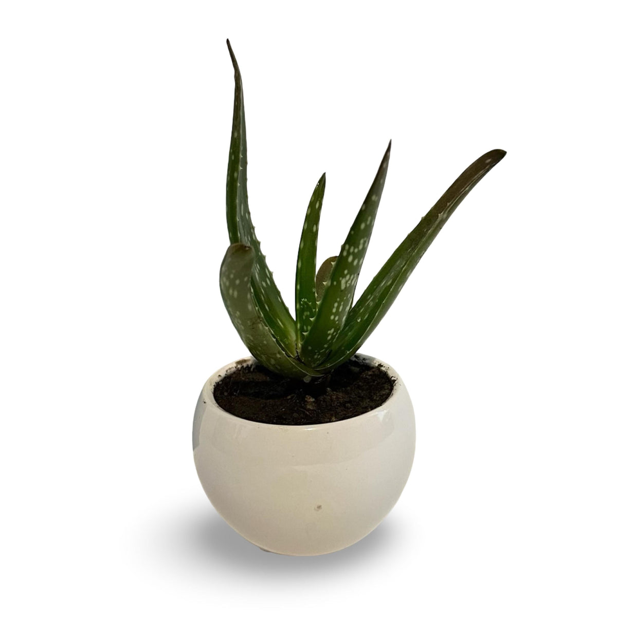 Mini Piantina grassa in vaso di ceramica CERTIFICATA