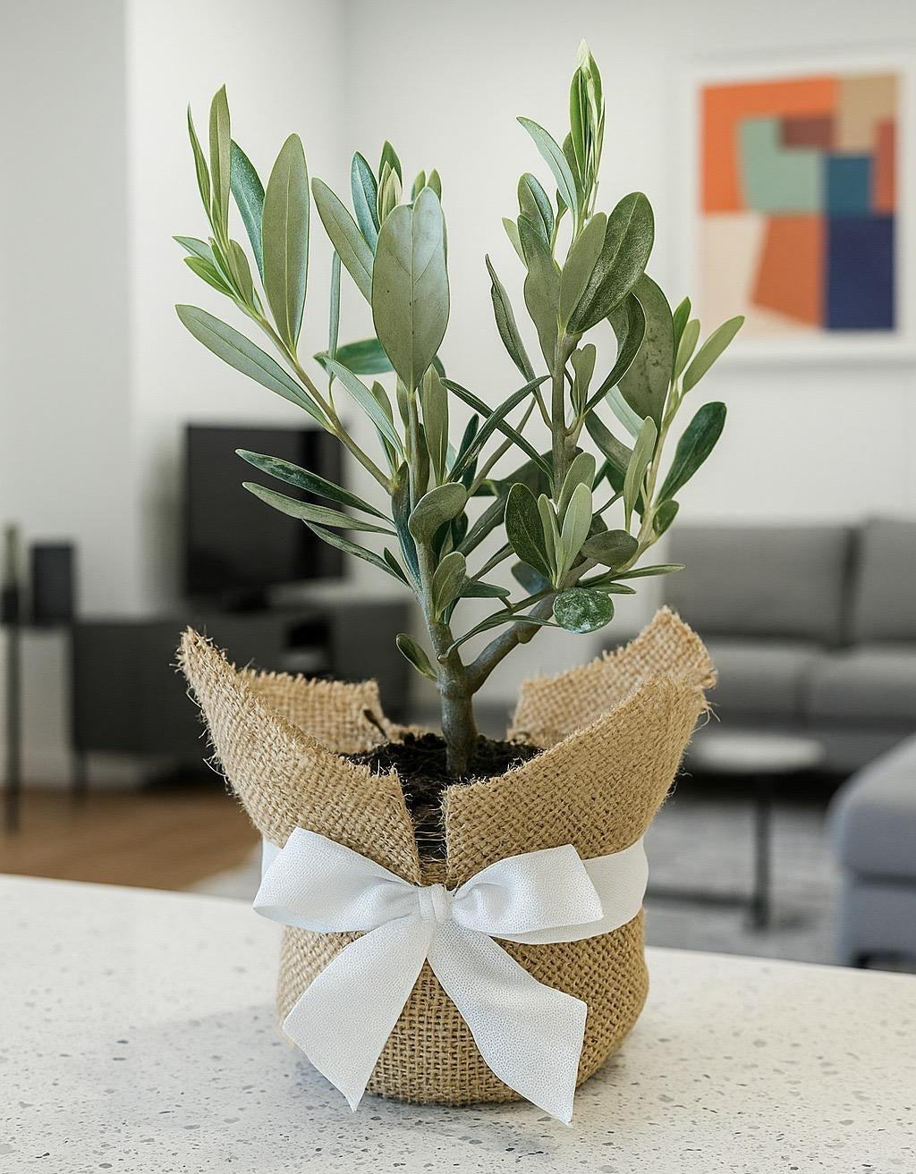 Piantina di Ulivo H20cm v10cm con juta e nastro per bomboniere CERTIFICATE