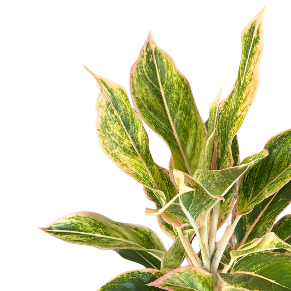 Aglaonema Pink Orink