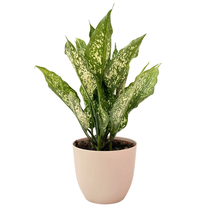 Piante da interno