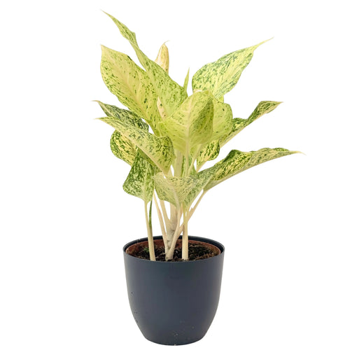 Aglaonema Luck Chan