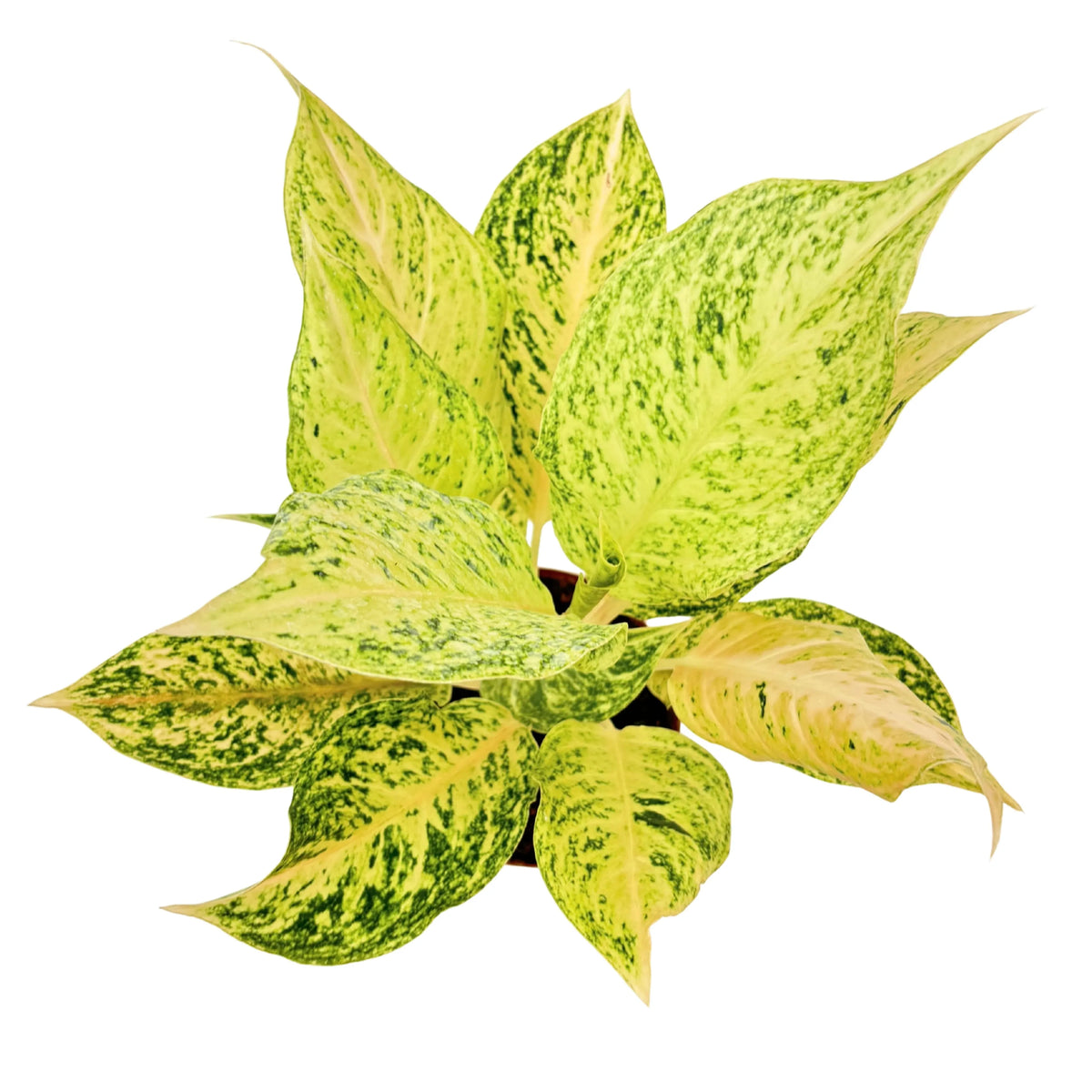 Aglaonema Luck Chan