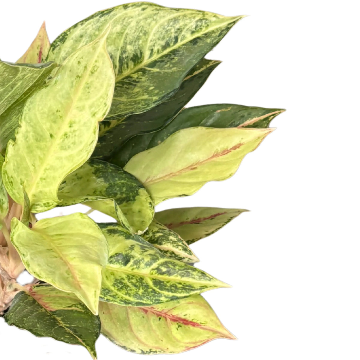 Aglaonema Lucky