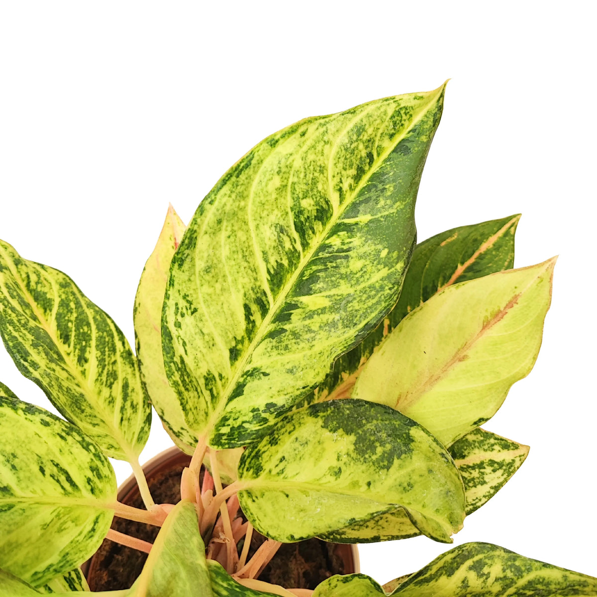 Aglaonema Lucky