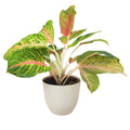 Aglaonema Maha
