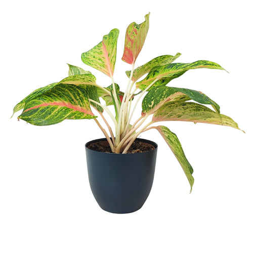 Aglaonema Maha