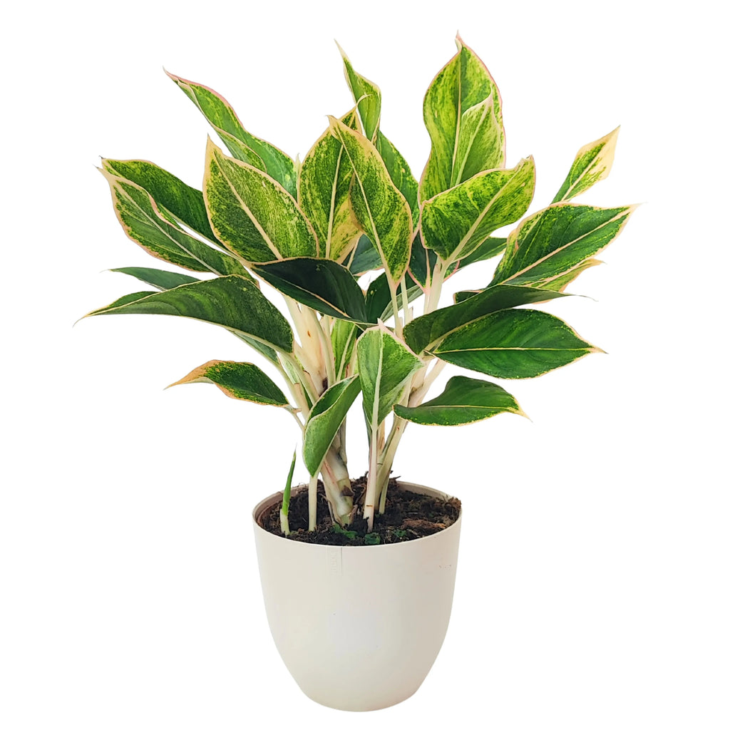Aglaonema Pink Orink