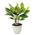 Aglaonema Pink Orink