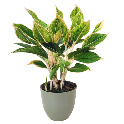 Aglaonema Pink Orink