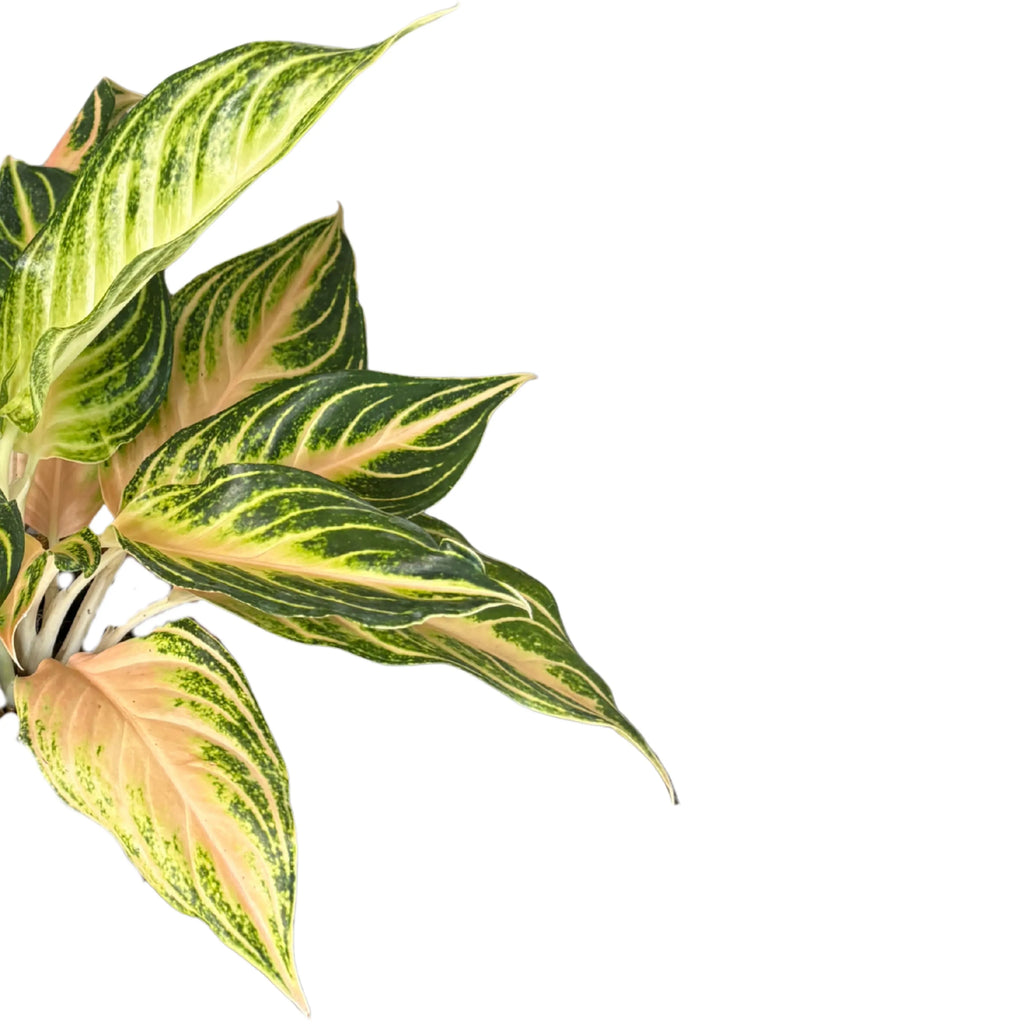 Aglaonema Pink Wave