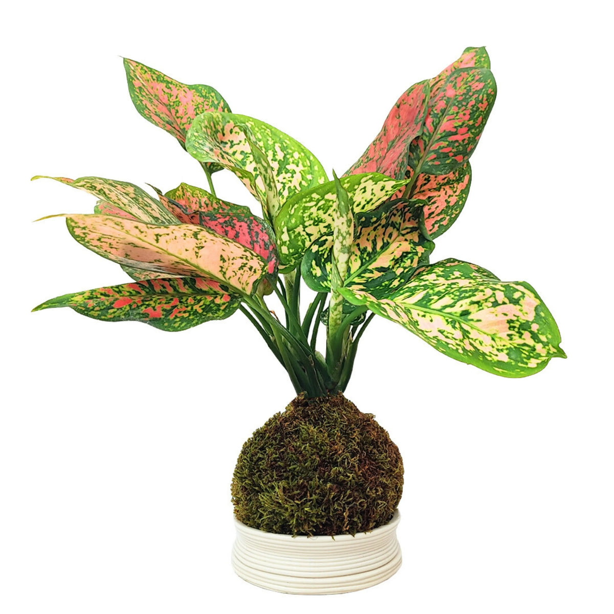 Kit Kokedama Fai da te Aglaonema Red Uniame Tutto incluso