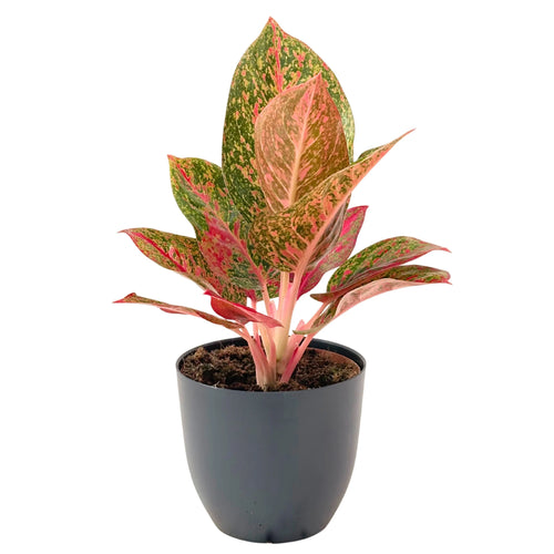 Aglaonema Sab Mongkol