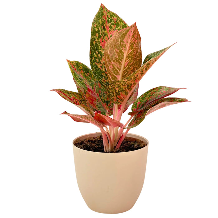 Aglaonema Sab Mongkol