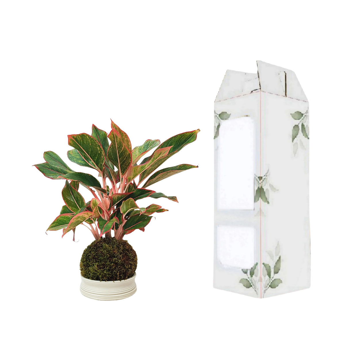 Kokedama Aglaonema Sam Orlala